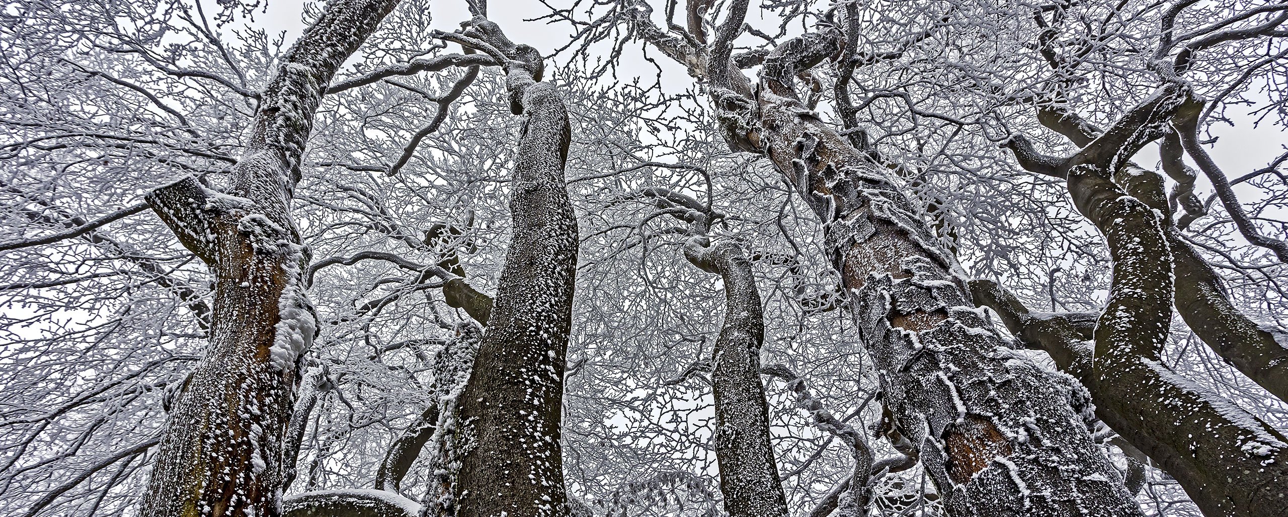 FROSTSTARRE auf dem Großen Feldberg im Taunus (11)