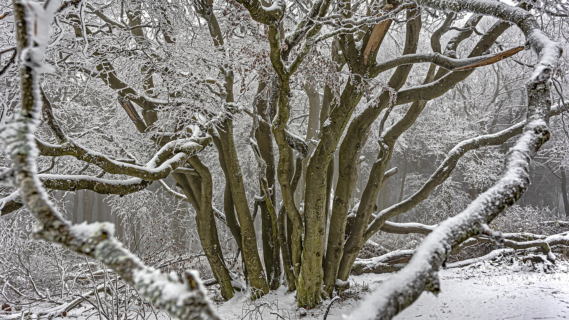 FROSTSTARRE auf dem Großen Feldberg im Taunus (12)