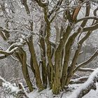 FROSTSTARRE auf dem Großen Feldberg im Taunus (12)