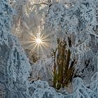 FROSTSTARRE auf dem Großen Feldberg im Taunus (13)