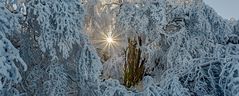 FROSTSTARRE auf dem Großen Feldberg im Taunus (13)