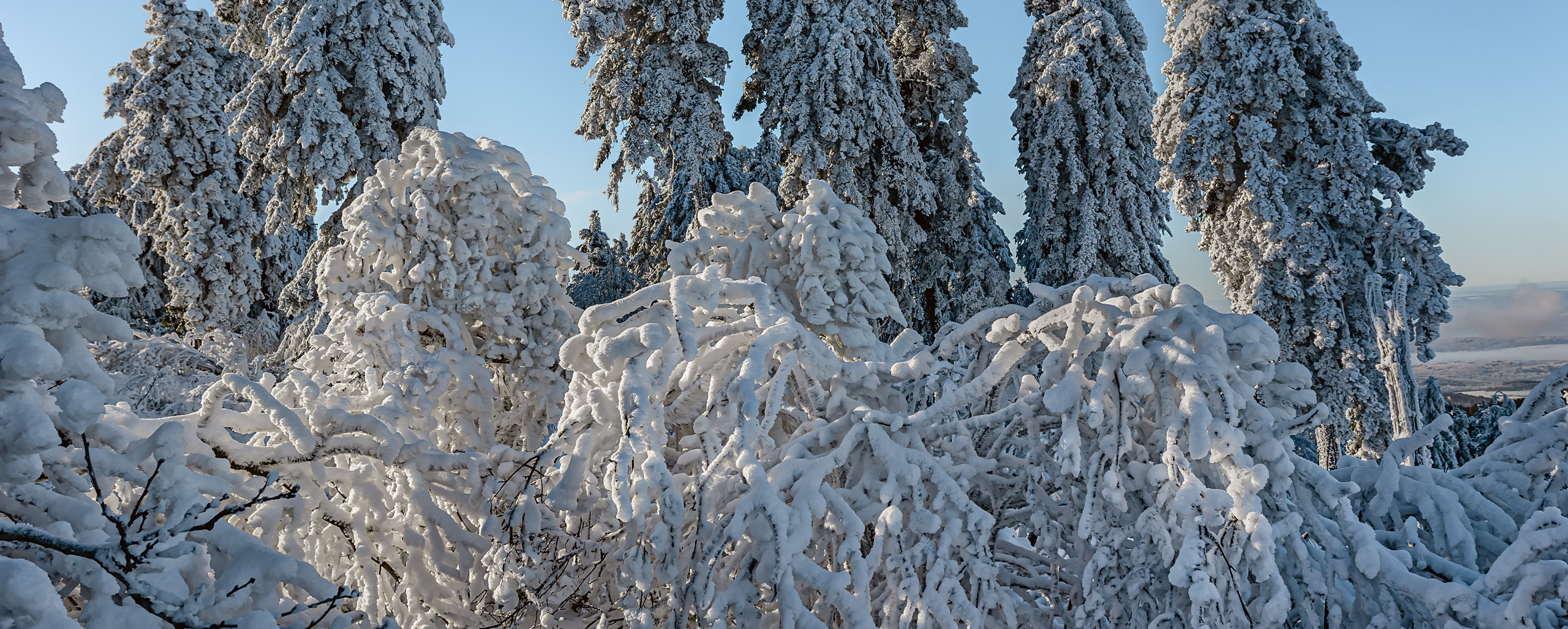 FROSTSTARRE auf dem Großen Feldberg im Taunus (14)