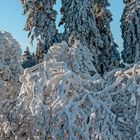 FROSTSTARRE auf dem Großen Feldberg im Taunus (14)