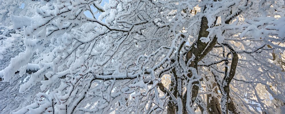 FROSTSTARRE auf dem Großen Feldberg im Taunus  (15)