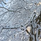 FROSTSTARRE auf dem Großen Feldberg im Taunus  (15)