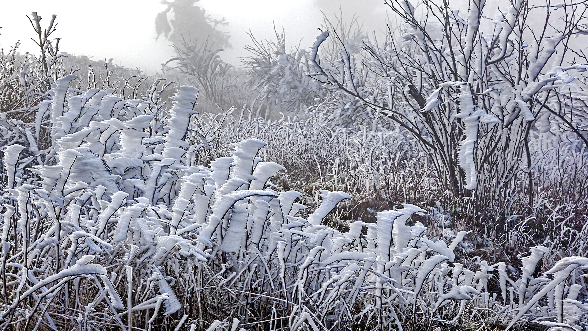 FROSTSTARRE auf dem Großen Feldberg im Taunus (16)