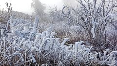 FROSTSTARRE auf dem Großen Feldberg im Taunus (16)