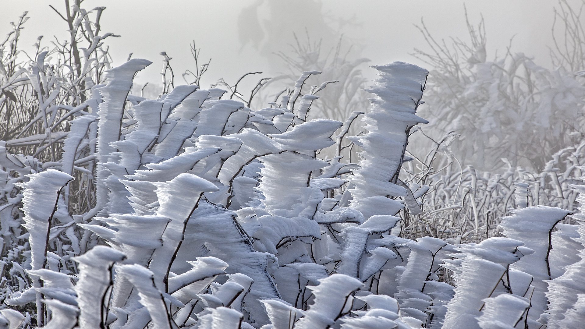 FROSTSTARRE auf dem Großen Feldberg im Taunus (17)