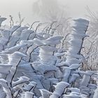 FROSTSTARRE auf dem Großen Feldberg im Taunus (17)