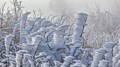 FROSTSTARRE auf dem Großen Feldberg im Taunus (17)