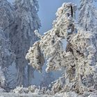 FROSTSTARRE auf dem Großen Feldberg im Taunus (18)