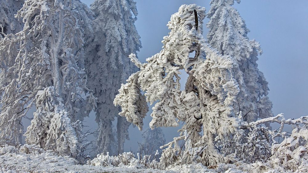 FROSTSTARRE auf dem Großen Feldberg im Taunus (18)