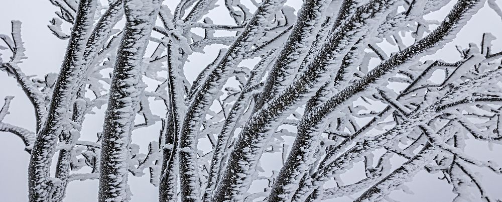 FROSTSTARRE auf dem Großen Feldberg im Taunus (9)