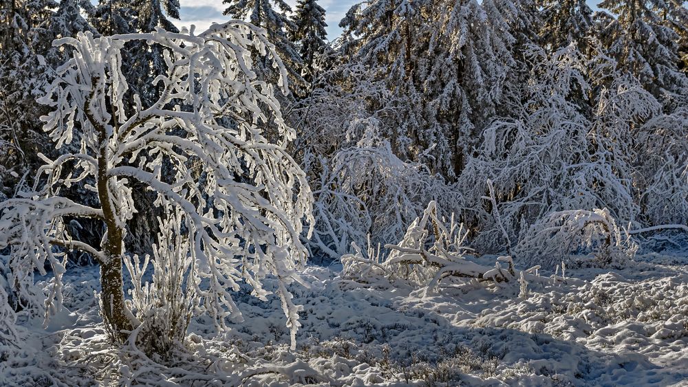 FROSTSTARRE auf dem Kleinen Feldberg im Taunus (15)