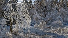 FROSTSTARRE auf dem Kleinen Feldberg im Taunus (15)