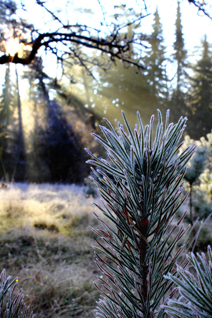 Frosttanne im Sonnenstrahl