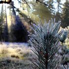 Frosttanne im Sonnenstrahl