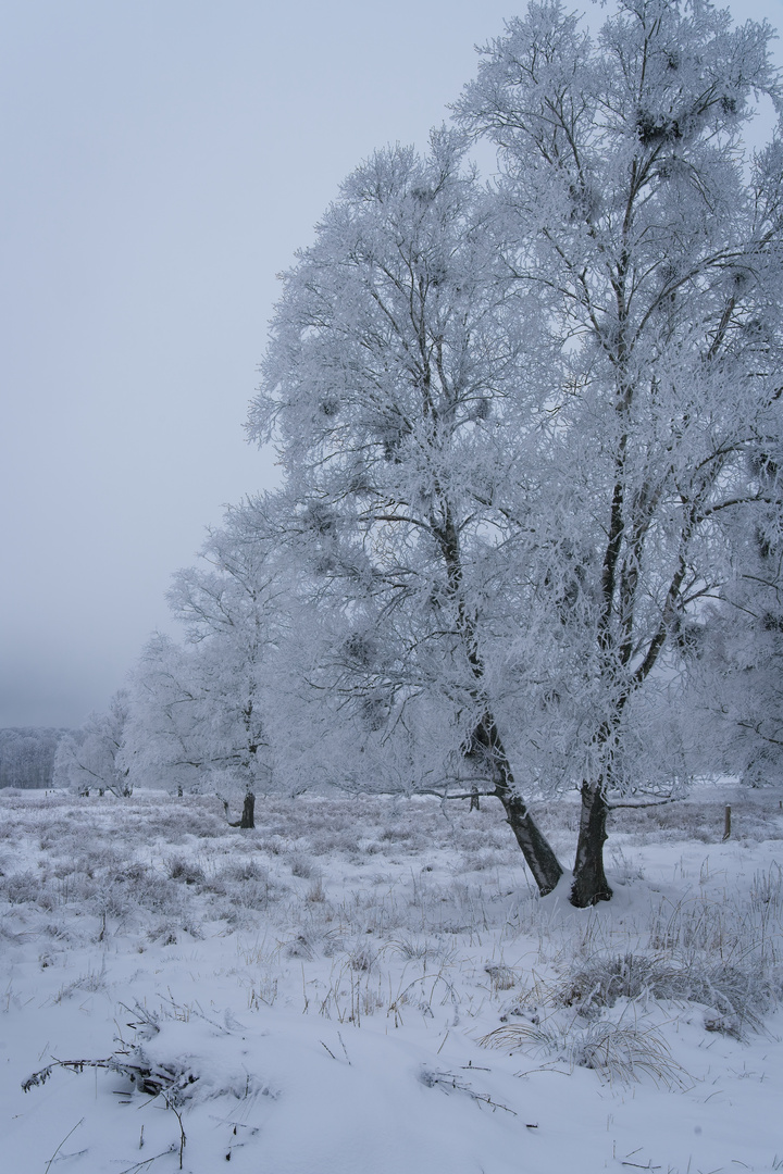 Frost~Wächter