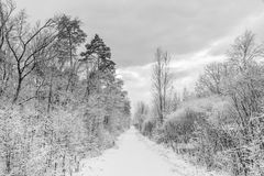 Frostweg im Klosterforst