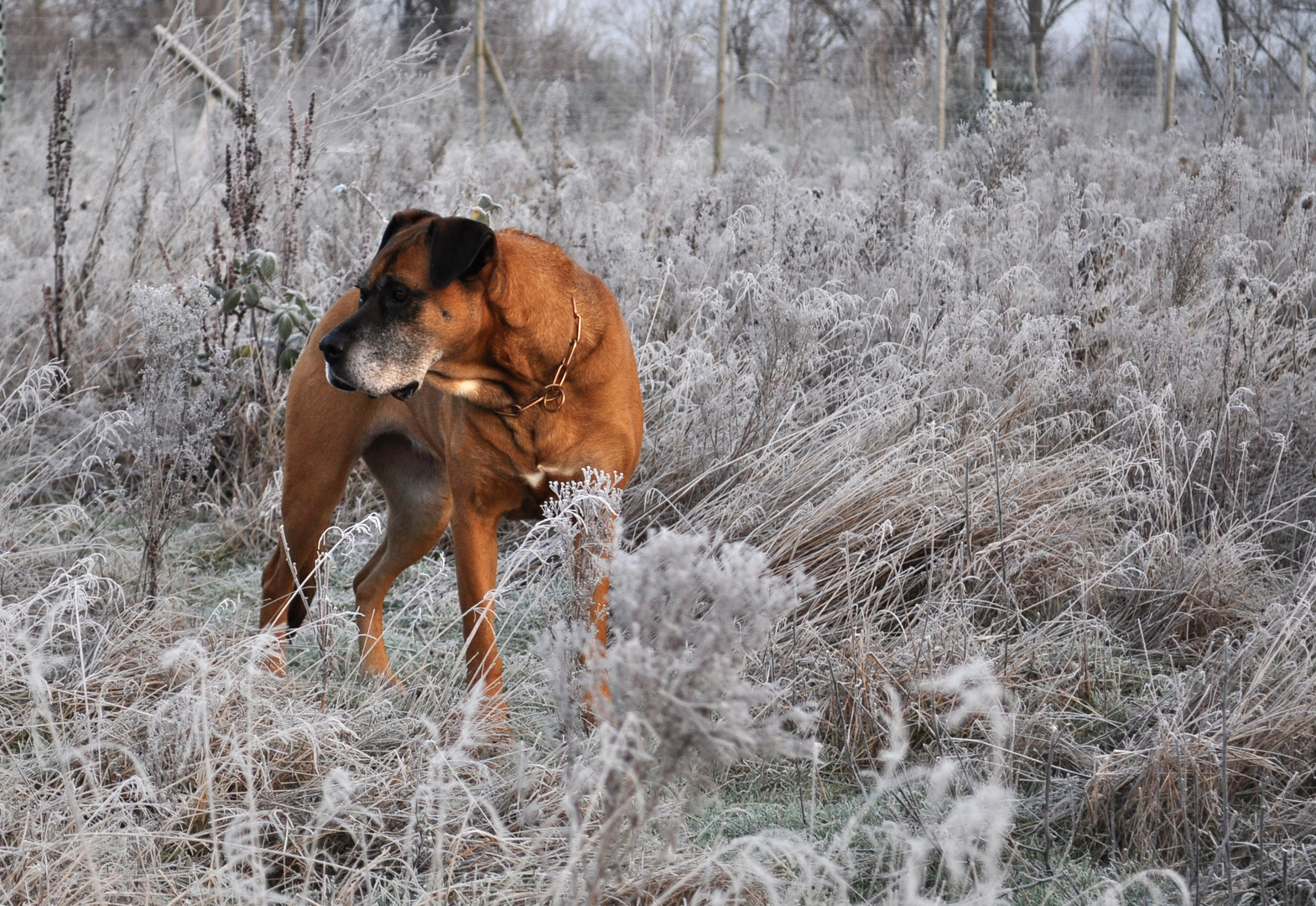 Frostwiese