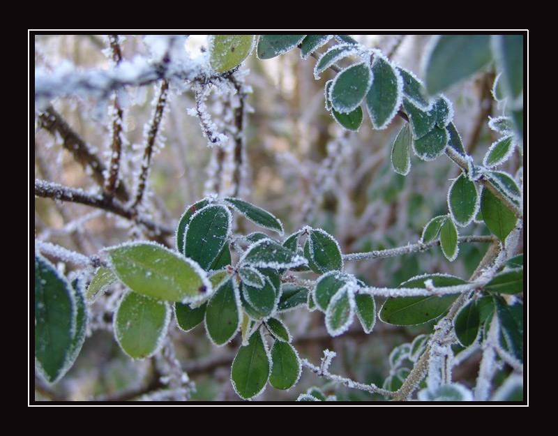 Frosty