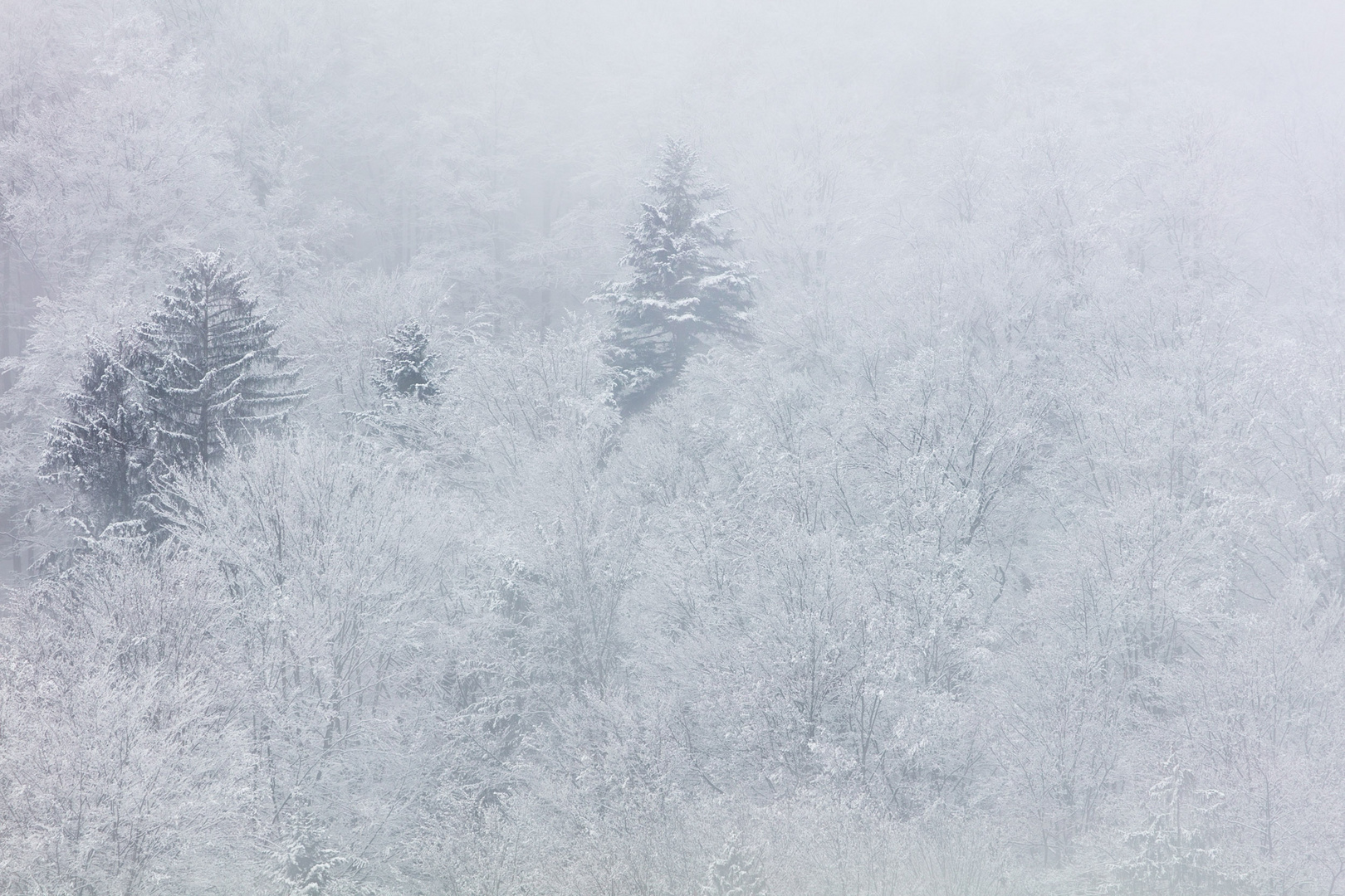 Frosty Bavarian Forest Morning_WS_V6A9694