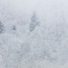 Frosty Bavarian Forest Morning_WS_V6A9694