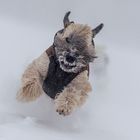 Frosty beard 