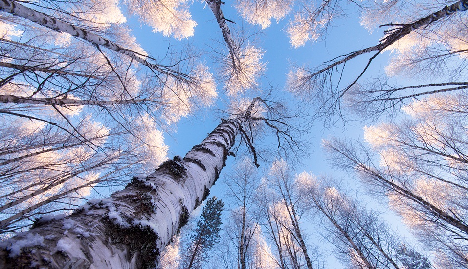 Frosty Birches .