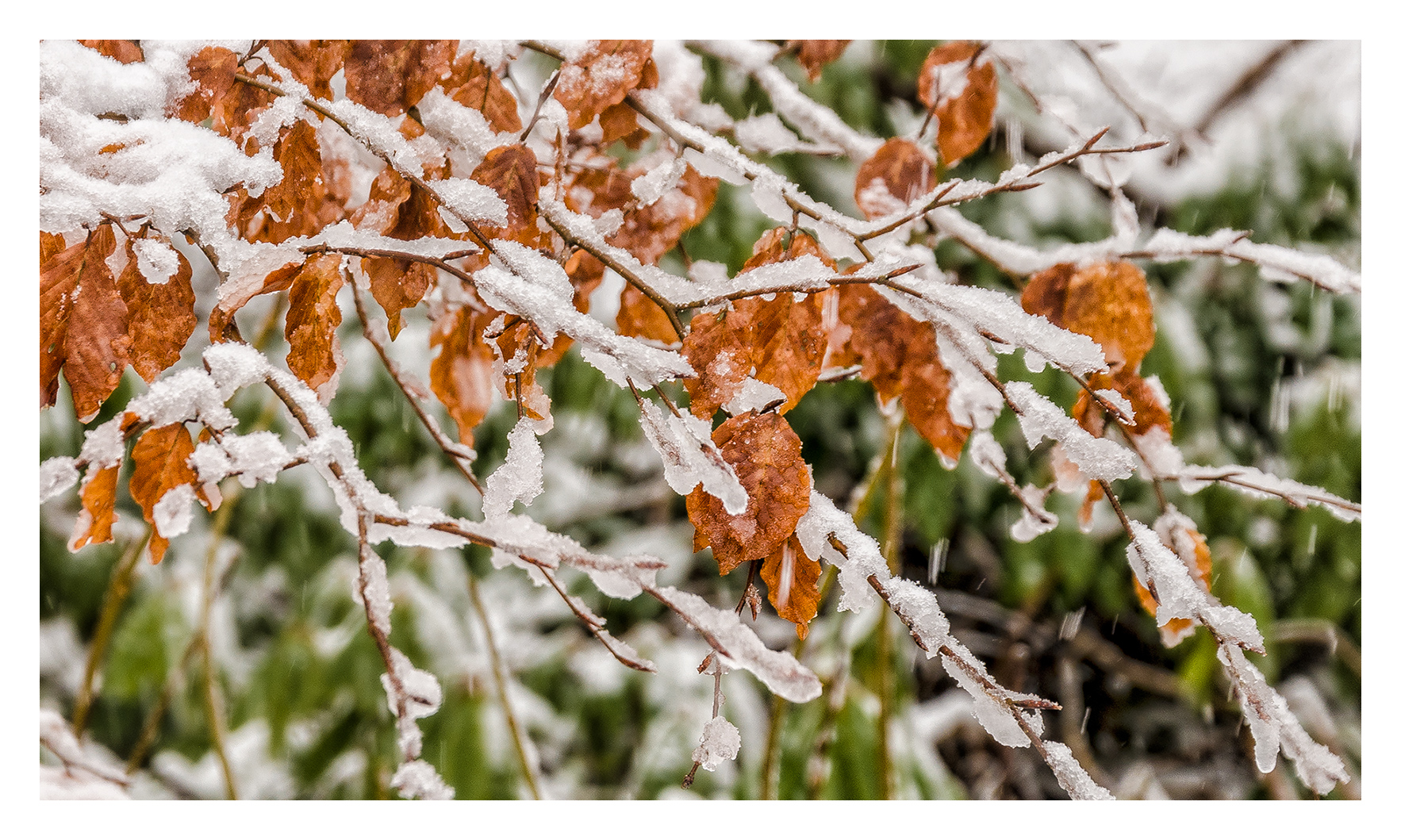 Frosty Branches #01