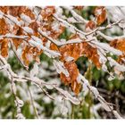 Frosty Branches #01