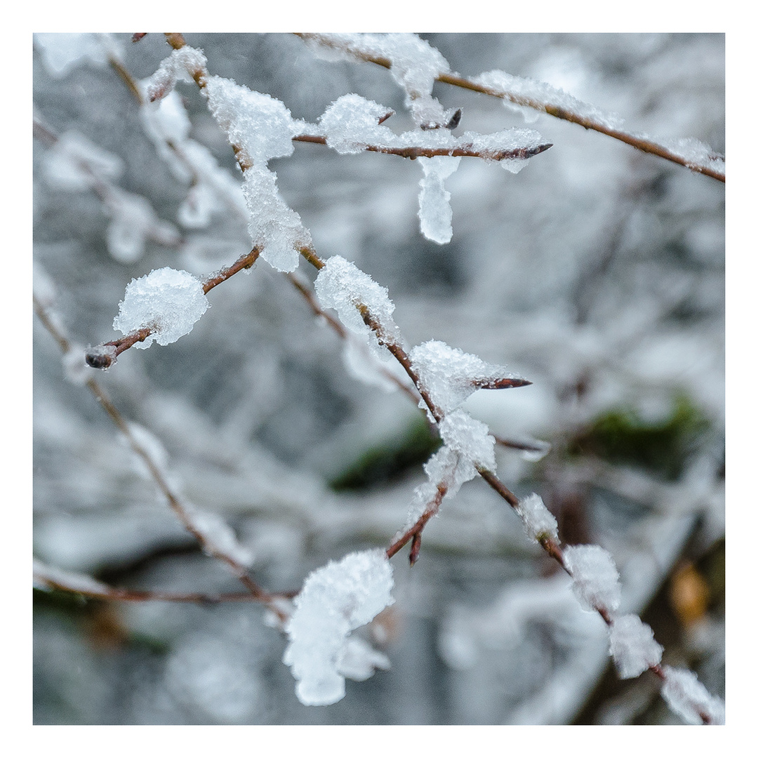 Frosty Branches #02