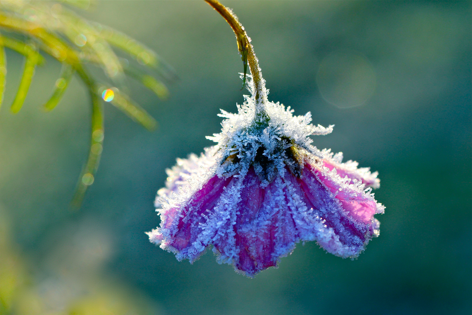 Frosty Cosmea