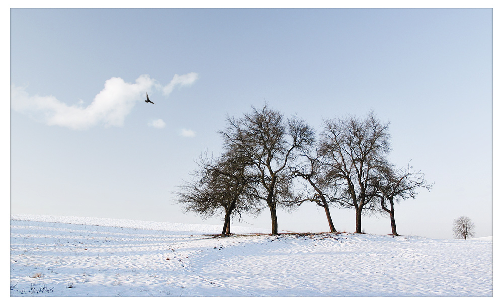 Frosty Day