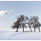 Frosty Day