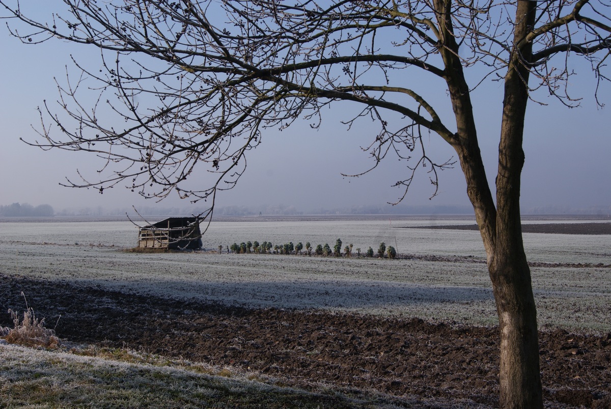 Frosty day in Brandenburg