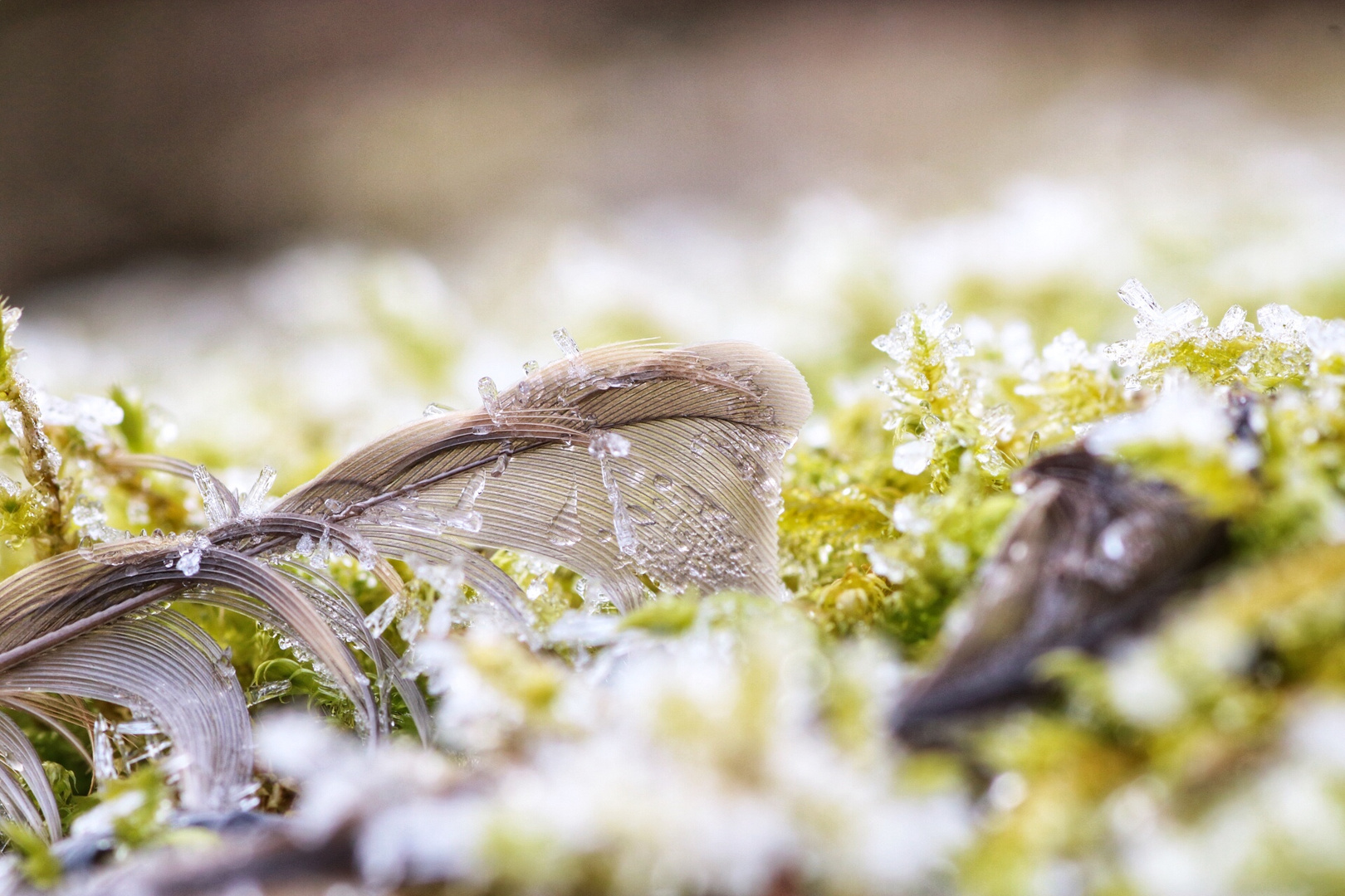 • frosty feather • 