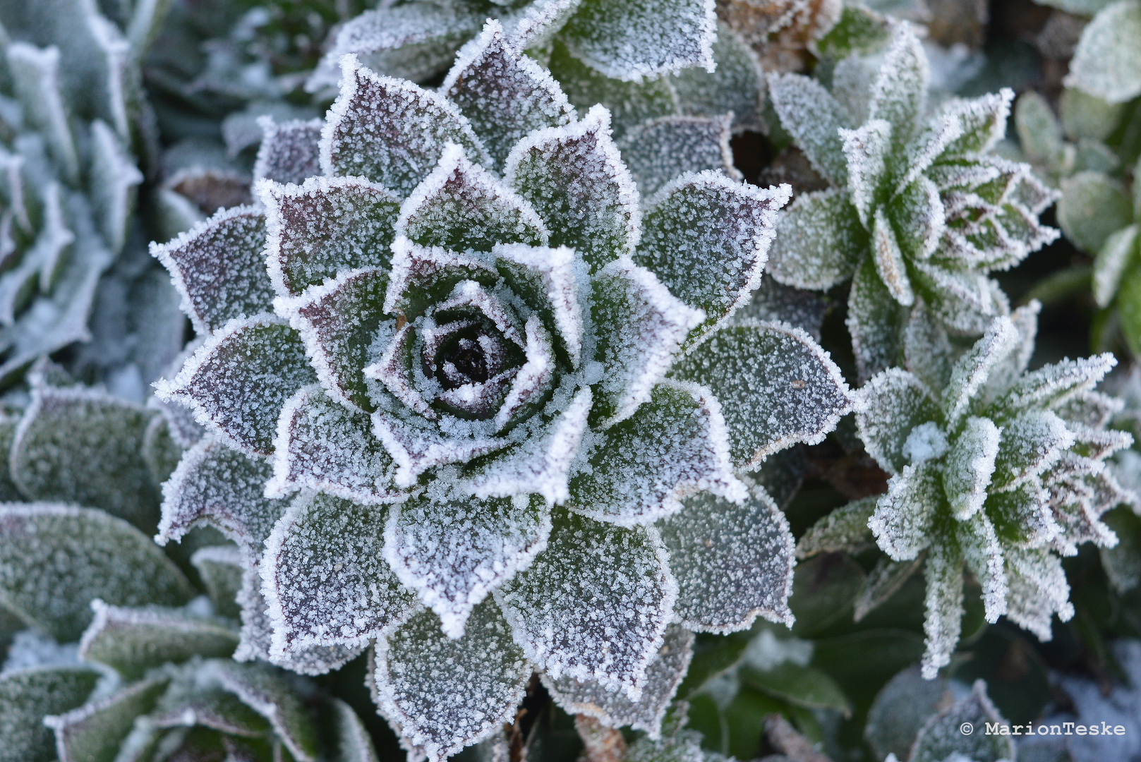 Frosty Flower