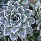 Frosty Flower