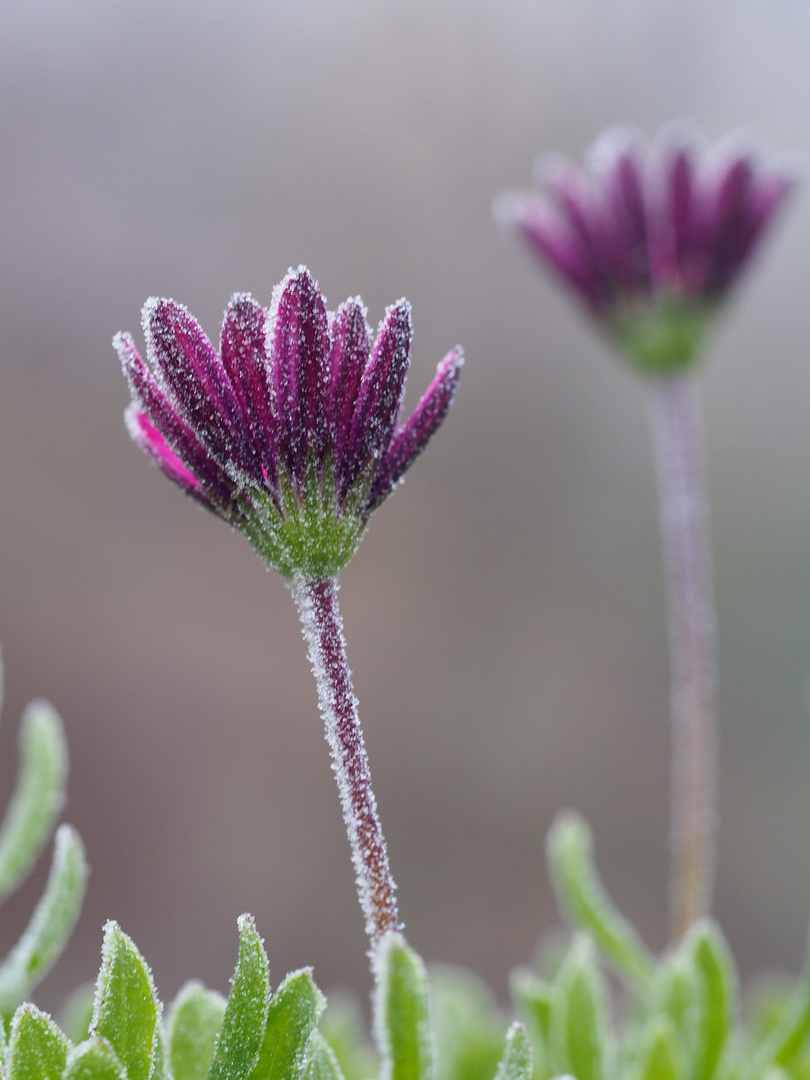 Frosty Flower