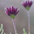 Frosty Flower