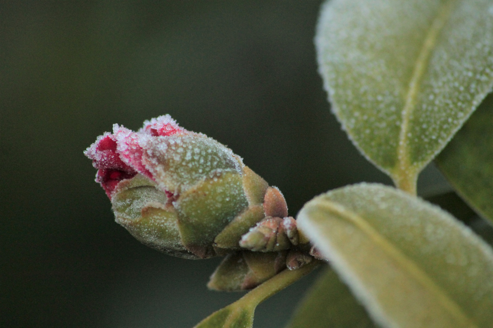 Frosty Flower