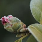 Frosty Flower