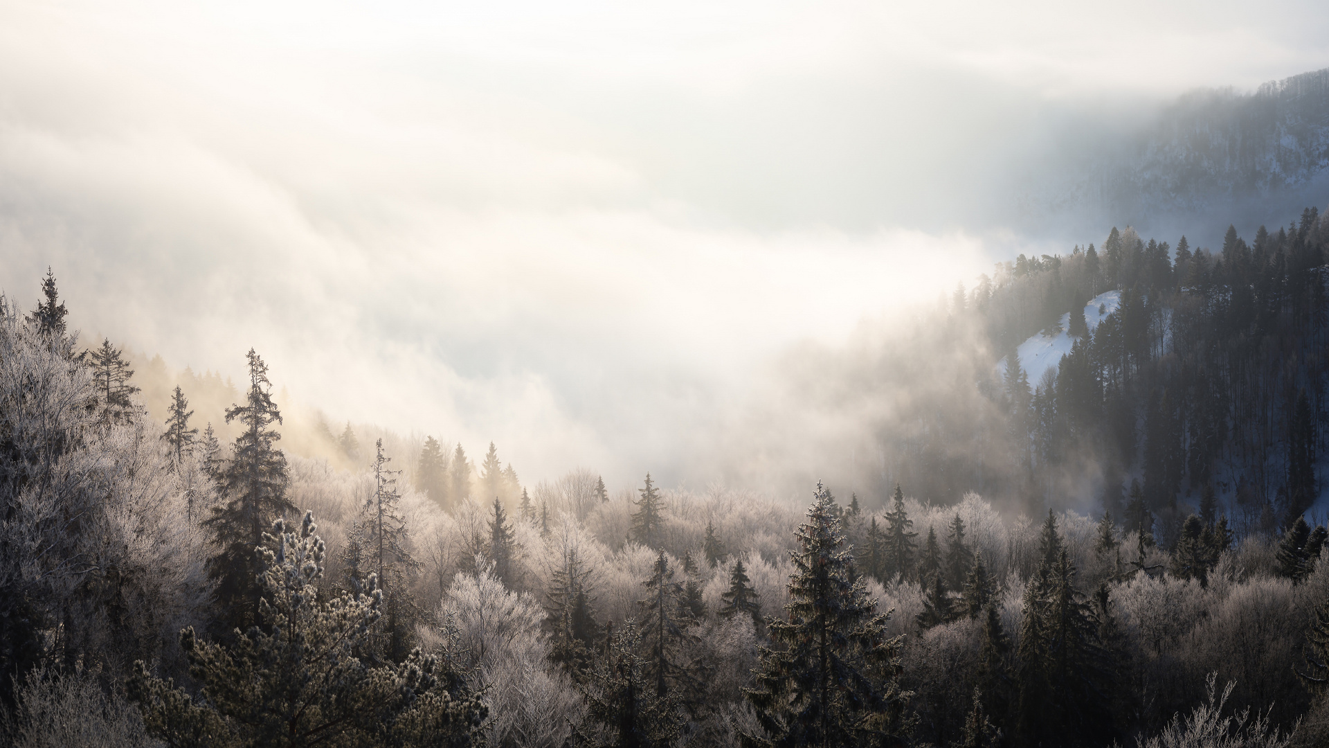 Frosty Fog Panorama