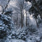 Frosty forest