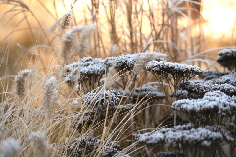 frosty garden