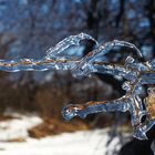 Frosty horns