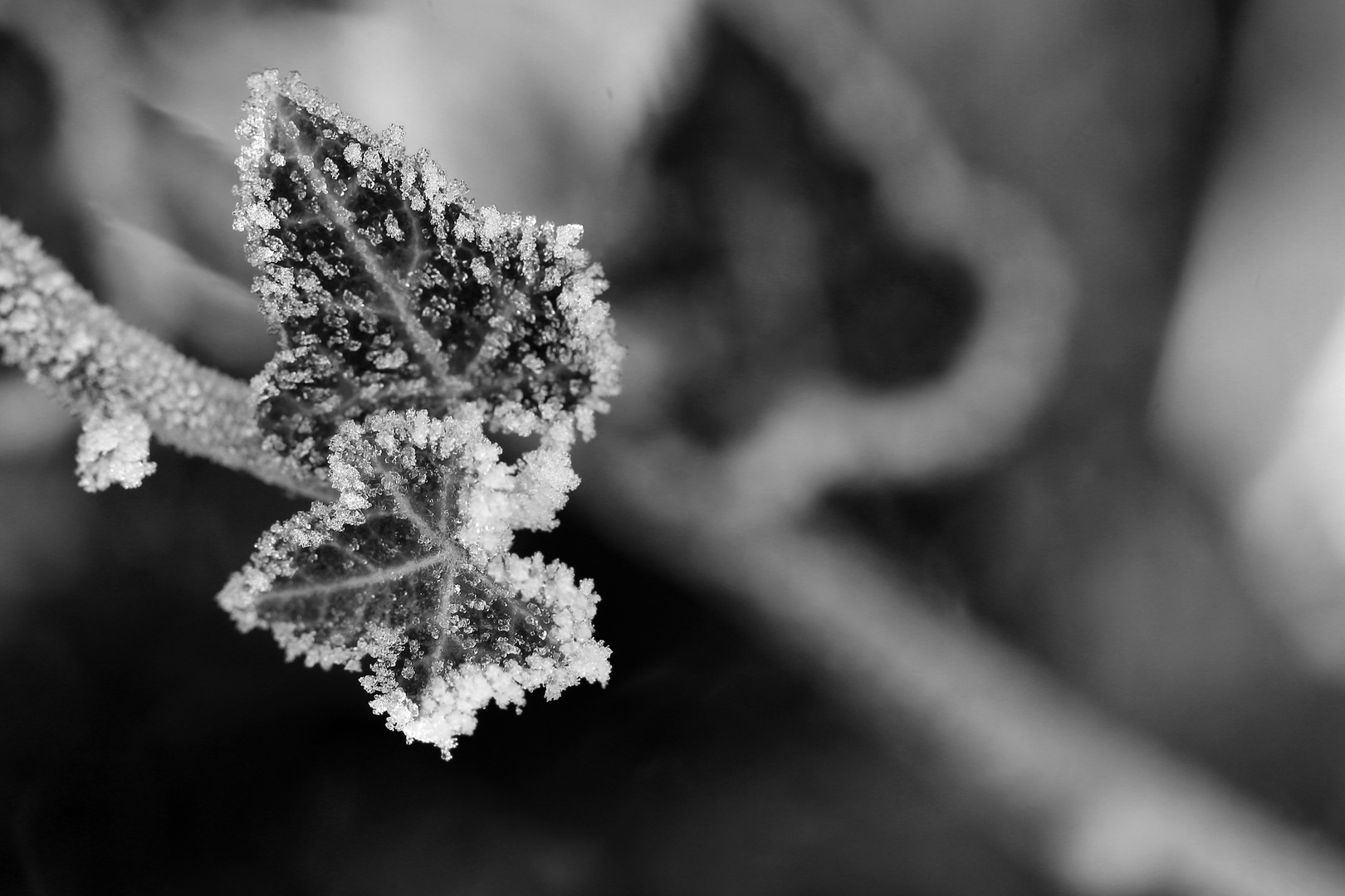 Frosty Ivy