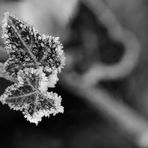 Frosty Ivy