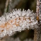 Frosty leaf